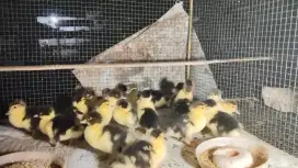 Anak mentok atau minti