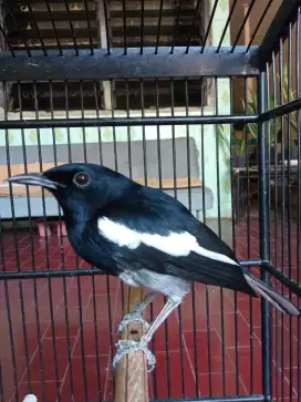 Di juaL Kacer Rajin