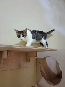 Kucing betina lucu