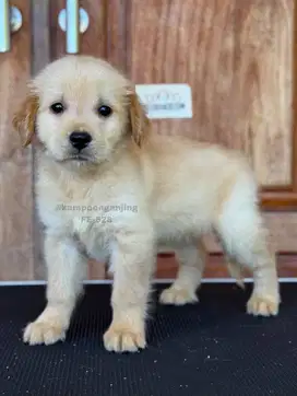 Puppy Golden Retriever Betina, Lucu dan Manis, Pilihan Terbaik