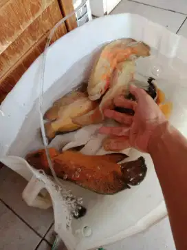 Jual 6 ekor ikan Oscar