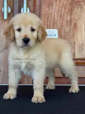 Golden Retriever Betina, Puppy Lucu dan Energik, Cocok untuk Rumah