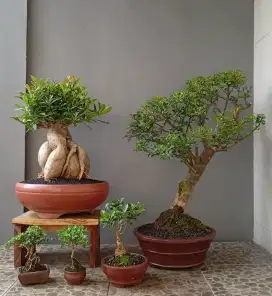 Borongan bonsai hias ada 5 pohon