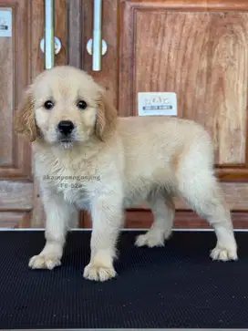 Golden Retriever Betina, Puppy Lucu dan Manis!