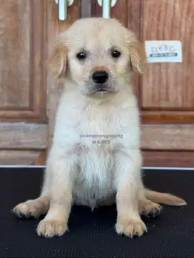 Golden Retriever Jantan, Teman Setia yang Imut!