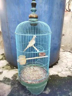 Perkutut Silver plus kandang