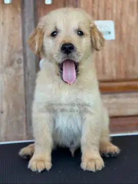 Golden Retriever Jantan, Si Manis yang Menawan!