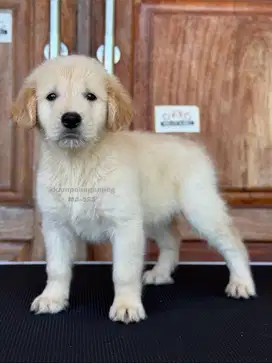 Golden Retriever Jantan, Anak Anjing Ceria yang Loyal!