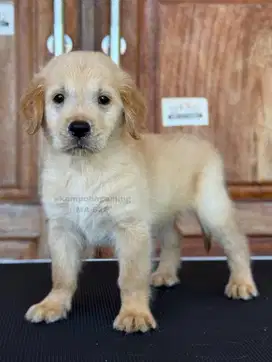 Puppy Golden Retriever Jantan, Penuh Energi dan Cinta!