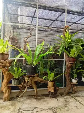 AVIARY JUMBO 8X8