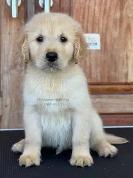Golden Retriever Jantan, Puppy Ceria Si Pembawa Kebahagiaan!