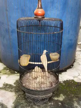 Perkutut Udan Mas plus kandang