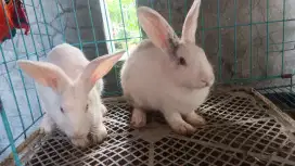 Kelinci Lokal Siap Produksi