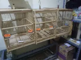 KANDANG TERNAK KENARI SIAP PAKAK