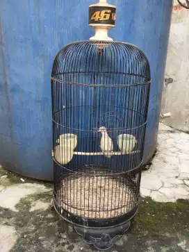 Perkutut Mega Mendung plus kandangnya