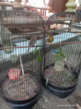 Jual burung kenari 2 ekor plus kandang besi rp 600 burung 100% jantan