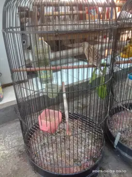 Jual burung kenari plus kandang besi burung 100% jantan