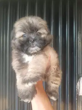 SHIHTZU MIX POM JANTAN 2 BULAN