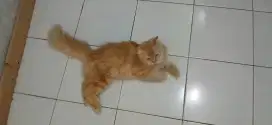 Kucing persia betina 1 tahunan