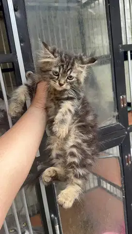 KUCING ANGGORA MURAH MERIAH