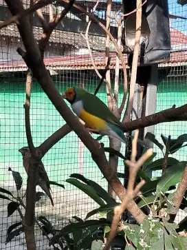 Gould amadin finch hijau muka orange sepasang