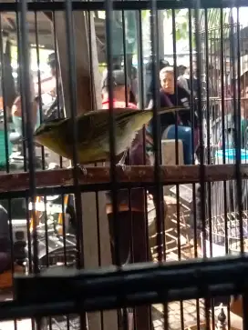 burung blereng jantan