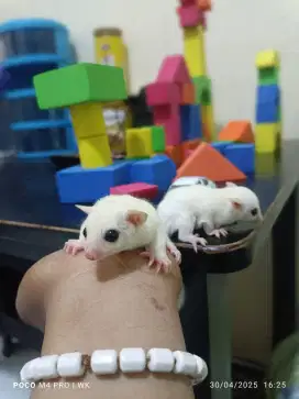 Sugar glider leucistic
