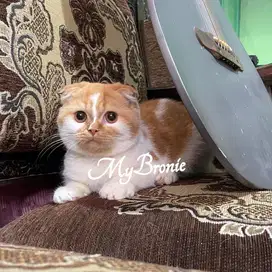 Kucing scottish fold betina anakan import