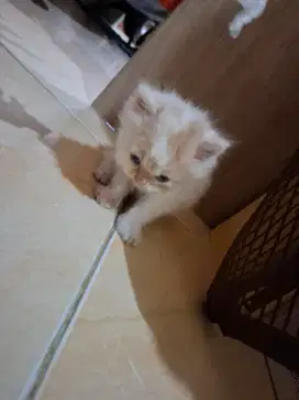 Kitten kucing persia asli umur 1.5bulan