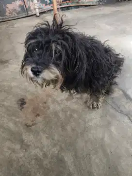 Anjing katanya poodle