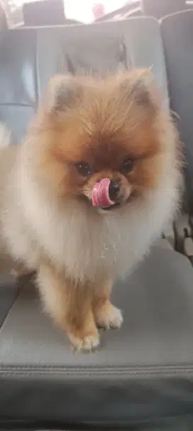 Jual anak anjing pom jantan 9 bulan