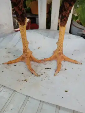 Ayam muda ukuran 5 bisa buat telasan / sah2 an