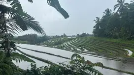 jual tanah kebun luas kecil view sawah lembah di tabanan bali.