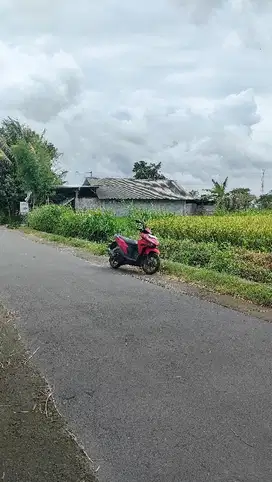 dijual sawah subur 1715m di manisrenggo murah