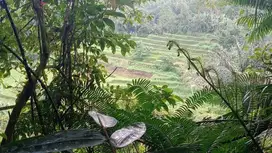 jual tanah kebun view sawah los sungai ditabanan bali