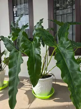 Philodendron Aroid Murah