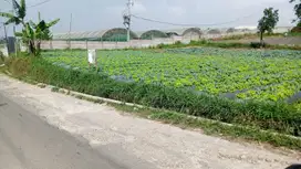 DIJUAL TANAH KEBUN LEMBANG
