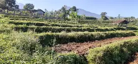 Tanah kebun pinggir jalan untuk villa di sayap wisata gunung Puntang