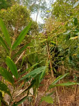 jual cepat tanah kebun murah investasi tahunan dekat wisata