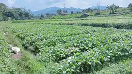 Di jual tanah pinggir jln desa Cangkuang soreang