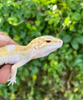 Gecko Raptor Lavender Male Adult