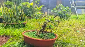 Bonsai beringin Korea