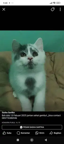 Ob bsh kitten jantan umur 2,5bln
