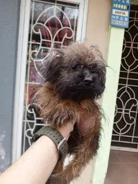 Maltipo size super mini no kutu