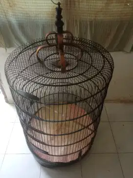 Kandang Murai No 1