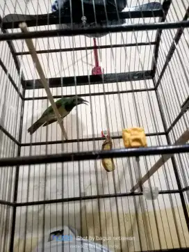 burung cungkok gacor variasi
