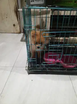 Super minipom pure umur 4 bln bulu kapas obat cacing no kutu