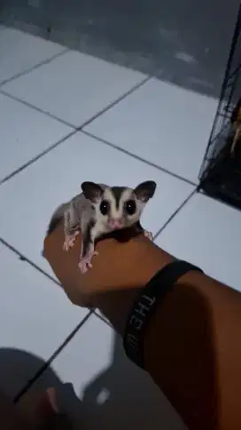 Sugar glider cewe
