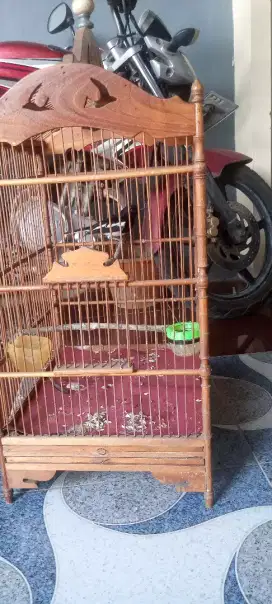 Jual burung Kacer dada putih rawatan lama