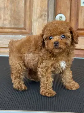 Poodle Betina, Puppy Cantik yang Penuh Cinta!